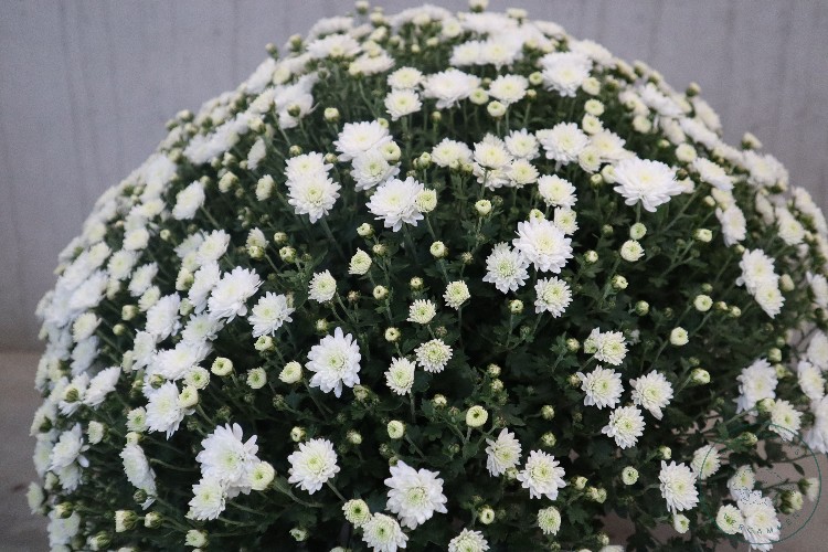   CHRYSANT 'WIT'