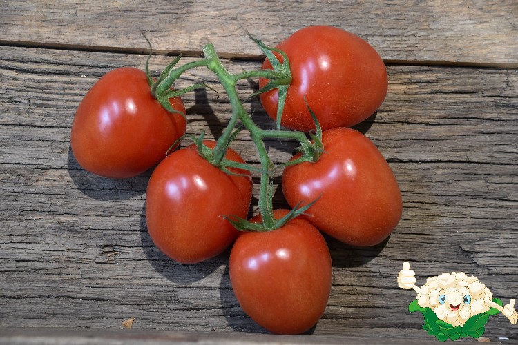  AARDAPPEL BLOKJES GEGAARD ZAK 4KG (REMO)